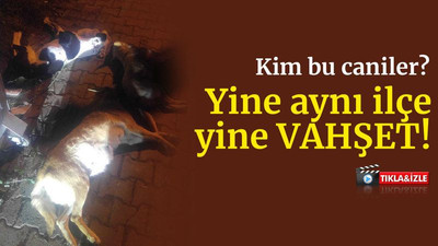 O ilçede 3 köpek daha katledildi
